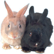 Two brown and black rabbits.