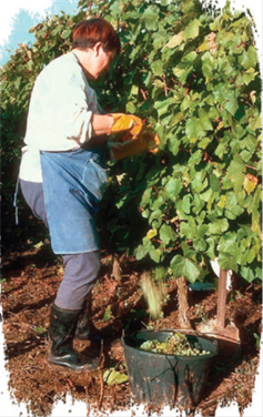 Farmer picking grapes from a tree.
