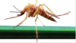 Dangers biologiques : moustiques -  montre un moustique 