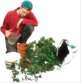 Un homme arrosant ses plantes  - Image d'un homme arrosant ses plantes sans porter de gants 